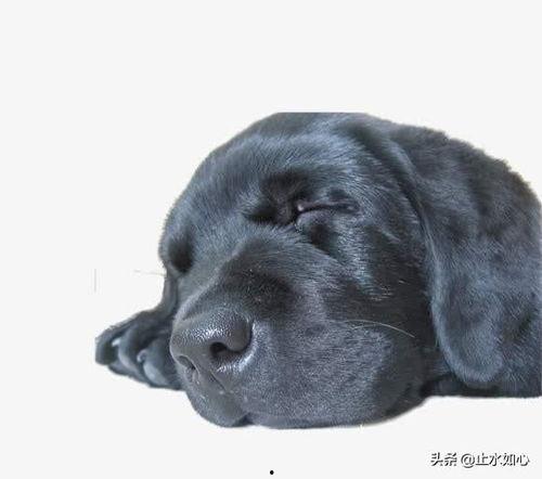 网红小狗哭,萌宠治愈系背后的感人故事