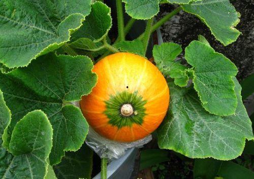 行瓜怎么吃,解锁夏日清新美味