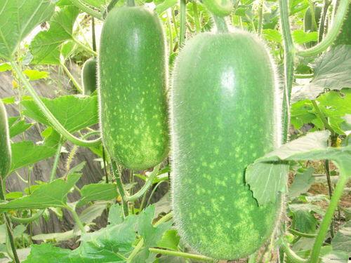 吃瓜过敏起疙瘩图片,肌肤疙瘩成“瓜皮”警示