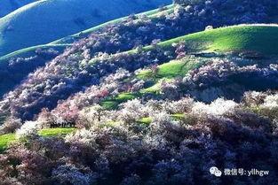 头条伊犁,丝绸之路上的绿色明珠，探寻新疆的自然与文化宝藏