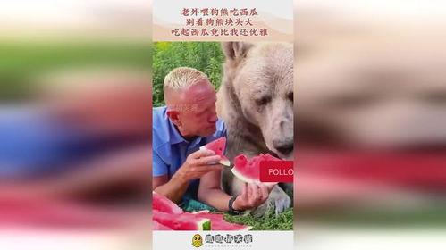 吃瓜狗熊,揭秘森林中的“网红”美食家