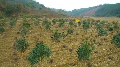 彭山县林场乡新闻头条,绿色崛起，生态宜居新篇章