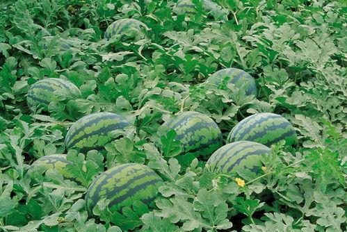 红名村庄吃瓜免费,免费吃瓜背后的神秘故事