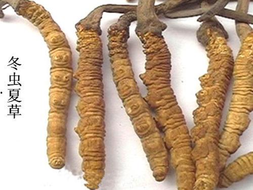 带你吃瓜冬虫夏草图片,带你领略“吃瓜”背后的养生奥秘