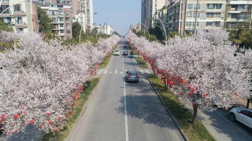 眉山网红马路在哪里,打卡热门街头风景