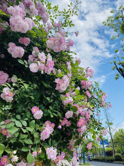 巢湖网红蔷薇花店,花漾时光，浪漫绽放的美丽驿站