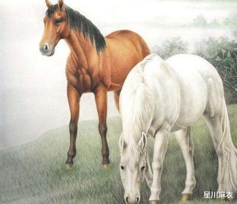 哪些明星属马,揭秘属马的璀璨明星群像