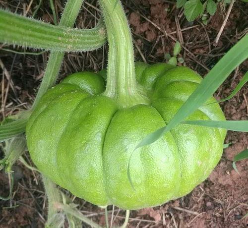 吃的瓜不是瓜,那些看似“非瓜”的美食瓜界之谜